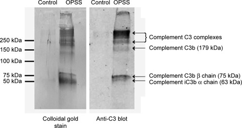 Figure 1 OPSS-liposomes specifically bind complement C3 proteins.Notes: OPSS-liposomes (OPSS) and control-liposomes (Control) were exposed to serum containing complement C3. Colloidal gold stain shows all serum proteins bound to liposomes (left panel). Immunodetection with anti-C3 antibody (right panel) shows that OPSS-liposomes bind complement C3 and its activated fragments, while control-liposomes do not. The migration of molecular weight markers is indicated on the left side of the blot.Abbreviation: OPSS, orthopyridyl disulfide.