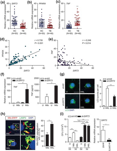 Figure 8. The SIRT3 levels are decreased in PBMCs from TB patients. (a-e) Human PBMCs were isolated from healthy controls (HC; n = 50) and TB patients (TB; n = 48). Quantitative real-time PCR of SIRT3 (a), PPARA (b), and TNF (c) mRNA expression. (d and e) Correlation of the expression of SIRT3 and PPARA (Spearman r = 0.735, P < 0.001), TNF and SIRT3 (Spearman r = −0.249, P = 0.014) by Pearson regression in PBMCs from HC and TB patients. (f-g) Human MDMs were transduced with non-specific shRNA (shNS) or SIRT3-specific shRNA (shSIRT3)-expressing lentivirus for 48 h and infected with Mtb (f and i) or Mtb-ERFP (g) at MOI of 1 (i) or 10 (f and g) and then, treated HKL (20 μM) for 6 h (f, left) or 24 h (f, right and g) or 3 days (i). Right, qRT-PCR analysis for knockdown efficiency of shSIRT3-expressing lentivirus. The cells were subjected to quantitative real-time PCR (f, left) and cytokine ELISA (f, right) analysis. (g) Alexa488-conjugated LC3 (green) and DAPI (blue) were detected by confocal microscopic analysis. Quantitative analysis of LC3 puncta per cell). (h) Mtb-ERFP (red), Alexa 488-conjugated LAMP2 (green), and DAPI (blue) were detected by confocal microscopy. Representative immunofluorescence images of three independent replicates are shown. Scale bar: 5 μm. Quantitative data of colocalization analyses showing the means ± SEM of three independent experiments, with each experiment including at least 100 internalized mycobacteria scored in seven random fields. (i) Intracellular survival of Mtb assessed by CFU assay. The intracellular bacterial loads were determined at 0 and 3 dpi. **P < 0.01, ***P < 0.001. ns, not significant. U, uninfected; HKL, honokiol; N, nuclei. Mann-Whitney U test (a-c and h), Spearman correlation (d-e), Two-way ANOVA (f and g) or one-way ANOVA (i). Data are representative of three independent experiments (G right, H right), and values represent means (± SEM) from three or four independent experiments performed in triplicate (A-F, G right, H right and I).