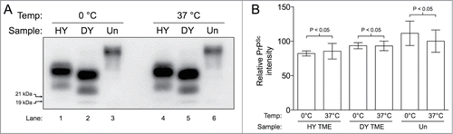 Figure 2. Temperature does not facilitate degradation of PrP. (A) HY TME and DY TME diluted in MoPrP0/0 brain homogenate and uninfected hamster brain homogenate incubated at 0°C without sonication (Lanes 1–3) and at 37°C without sonication (Lanes 4–6). The migration of the 19 and 21 kDa unglycosylated PrPSc polypeptides is indicated on the left of panel A. (B) Bar graph comparing the relative intensities of the Western blot analysis of each sample before and after incubation (n = 3 per experimental group).