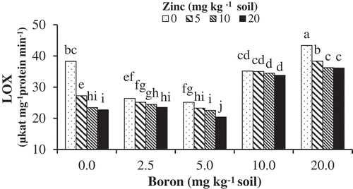 Figure 5. The effects of Zn-Gly application and different soil Boron concentrations on lypoxygenase (LOX) activity in pistachio leaf. *Mean separation by THSD at P ≤ 0.05.