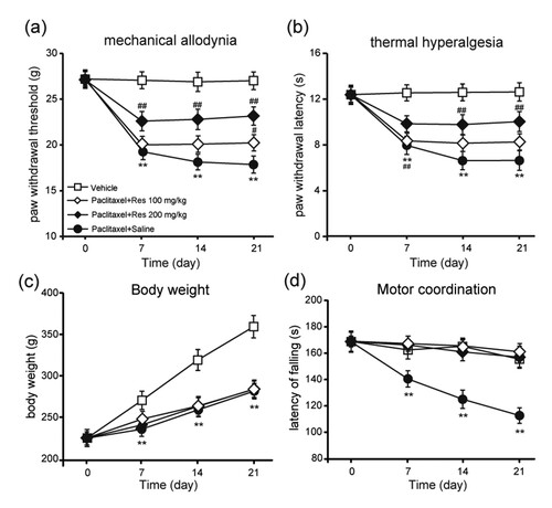 Figure 2. Amelioration of paclitaxel-induced mechanical allodynia and thermal hyperalgesia by consecutive injection of Res. Prevention of paclitaxel-induced mechanical allodynia (a) and thermal hyperalgesia (b) by repeated injection of Res. Res 100 or 200 mg/kg was injected (i.p.) during the induction of PIPNP. Paw withdrawal threshold in the von Frey test, number of responses in cold acetone test and paw licking latency in the hot-plate test were measured before and on days 7, 14 and 21 post the injection of oxaliplatin. Body weight (c) and motor coordination (d) were also monitored on days 7, 14 and 21 post the injection of paclitaxel. Mean ± SEM, n = 8 each group; **P < .01 vs. Vehicle group; ##P < .01 vs. paclitaxel + saline group; repeated-measures ANOVA followed by LSD post hoc test (n = 8–10 each group).