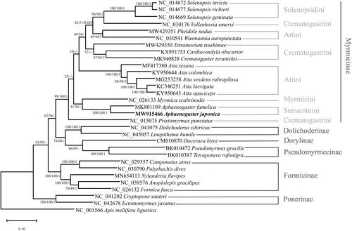 Figure 1. Maximum-likelihood, neighbor-joining, and Bayesian’s inference phylogenetic trees showing phylogenetic relationships among 30 ant species. Apis mellifera ligustica was used as an outgroup. A phylogenetic tree was constructed based on the maximum-likelihood phylogenetic tree. The numbers at nodes indicate bootstrap support values for maximum-likelihood and neighbor-joining trees and posterior probability for the Bayesian inference tree, in order.