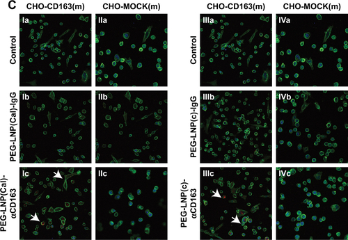 Figure S1 Flow cytometry gating strategy and uptake of nIR IgG- and CD163-targeted PEG-LNPs by Mφ and CHO-CD163 transfected cells visualized by confocal microscopy. (A) Gating strategy: Mφ were stained with Live/Dead nIR and live cells (cell viability >75%) were gated. Mφ were gated using a forward/side scatter plot and [CD163+DID−], [CD163-DID+], and [CD163+DID+] gates were placed according to unstimulated (Live/Dead stained) Mφ blank controls. (B) Mφ (Ia–Ic), human CD163-transfected CHO cells (IIa–IIc), and control CHO-MOCK(h) (IIIa–IIIc) were stimulated for 24 hours with either control medium, 25 nM DID PEG-LNP(c)-IgG, or 25 nM DID PEG-LNP(c)-αCD163 (DID: red). Cell membranes were stained with wheat germ agglutinin Alexa Flour 488 (green), and cell nuclei were counterstained with DAPI (blue). White arrows indicate the uptake of DID PEG-LNP(c)-IgG and DID-PEG-LNP(c)-αCD163. (C) Murine CD163-transfected CHO cells and control CHO-MOCK(m) cells were treated with IgG- and CD163-targeted PEG-LNP(Cal) (Ia–Ic, IIa–IIc) or IgG- and CD163-targeted PEG-LNP(c) (IIIa–IIIc, IVa–IVc). Murine CD163-transfected CHO cells and control CHO-MOCK(m) cells were stained as described for human CHO cells.Abbreviations: Mφ, macrophages; nIR, near-infrared; LNPs, lipid nanoparticles; LNP(c), conventional empty LNPs; PEG, polyethylene glycol; PEG-LNP(Cal), calcitriol PEGylated lipid nanoparticles.