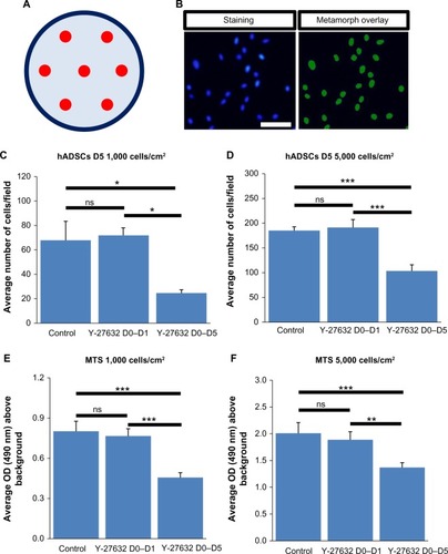 Figure 2 Cell number and cellular viability of hADSC cultures at day 5.