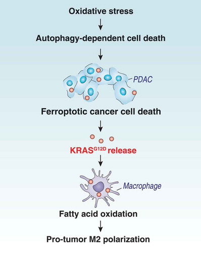 Figure 6. Schematic depicting autophagy-dependent ferroptosis driving tumor-associated macrophage polarization via the release and uptake of oncogenic KRASG12D