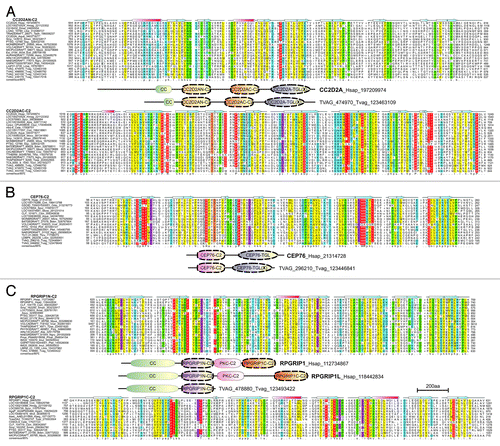 Figure 2. Multiple sequence alignment and domain architectures of novel C2 domains of ciliary proteins CC2D2A (A), CEP76 (B) and RPGRIP1 (C). For species abbreviations, refer to the Materials and Methods section.