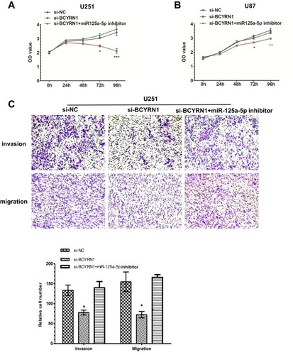 Figure 5 A miR-125a-5p inhibitor restores BCYRN1 siRNA function. (A and B) U251 and U87 cells were transfected with si-NC, si-BCYRN1, or si-BCYRN1+miR-125a-5p inhibitor. MTS assays were performed to assess cell proliferation. The results showed that downregulation of BCYRN1 inhibited cell proliferation, while the miR-125a-5p inhibitor reversed the inhibitory effects of BCYRN1. The data are presented as the mean±SD (n=3 in each group).*p<0.05, **p<0.01 and ***p<0.001 vs the si-NC group. (C) Transwell assays were used to measure the invasion and migration of U251 cells. We found that downregulation of BCYRN1 significantly suppressed cell invasion and migration, but these effects were reversed by inhibition of miR-125a-5p. Representative images and the accompanying statistical plots are presented. The data are presented as the mean±SD (n=3 in each group). *p<0.05 vs the si-NC group.