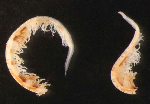 Figure 4. Parasabella fullo syntype ZMB 5731: tip of radioles