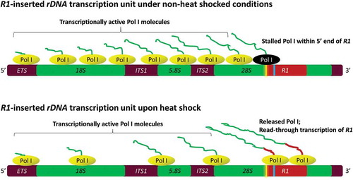 Figure 6. Proposed model showing a stalled RNA Pol I complex (black) near the “pause button” (yellow) within the 5ʹ end of R1 elements under non-heat shock conditions. Thin irregular lines attached to the Pol I complexes (green) represent pre-rRNA transcripts. Upon heat shock, pre-positioned and stalled Pol I complexes on R1 elements are released allowing them to read farther into R1 resulting in the accumulation of 28S-R1 cotranscripts with R1 transcript sequences represented as the thicker red line. Extended heat shock likely reduces the number of Pol I complexes on the 18S and 28S regions of the rDNA. The inverted repeat sequence (GACTCGTC) at +349 is shown in blue.