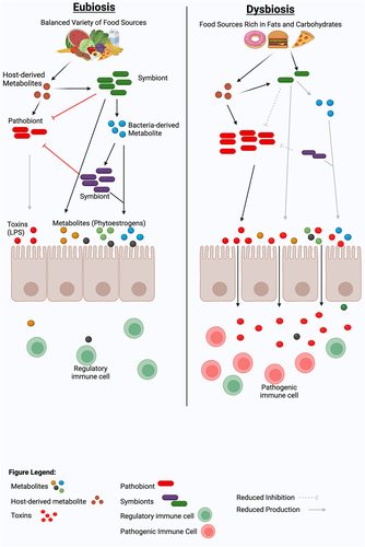 Figure 2. Dietary modulation of gut microbiome and metabolites for immune balance and Eubiosis. A healthy diet, such as a diet rich in fibers, isoflavones, or tryptophan, can promote a diverse, balanced gut microbiota that can maintain a healthy eubiotic state by inducing immunoregulatory cells and cytokines. In contrast, a lack of beneficial plant metabolites in the diet or enrichment of a high-fat or high-fructose diet can induce a dysbiotic gut microbiota characterized by the loss of beneficial gut bacteria and the acquisition of immunostimulatory bacterial molecules such as lipopolysaccharide (LPS). This dysbiotic gut microbiota can predispose or propagate the disease by inducing pathogenic immune cells, which can induce local and/or systemic pro-inflammatory responses. Figure created with BioRender.com.