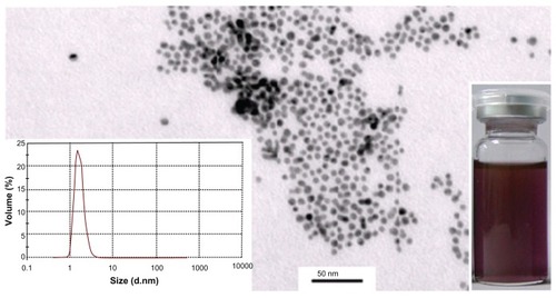 Figure 1 Transmission electron microscopy analysis of pNG particles.Note: Right-inset photograph shows the light-purple color of pNG dispersion, and the left inset shows the dominant peak between 1.6 nm in the particle-size distribution graph generated by photon correlation spectroscopy.Abbreviation: pNG, physical nanogold.