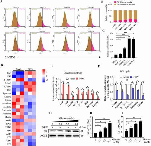 Figure 1. NDV elevates glucose uptake and glycolysis in infectious cells. (A) Glucose uptake was determined by flow cytometry with 2-NBDG at 6, 12, 18, and 24 hpi. (B) Histograms present a quantification of glucose uptake and rest via mean fluorescence intensity (MFI). (C) The lactate levels in the culture medium were determined by the lactate assay kit at 6, 12, 18, and 24 hpi. (D) Heatmap of energy related metabolites changed. (E) Levels of glycolytic intermediates. (F) Levels of TCA cycle intermediates. (G) A549 cells were infected with mock or NDV (MOI = 1) for 1 h under continuous agitation and rested for 18 h in medium containing different glucose concentrations (0, 2.5, 5.5, and 11.1 mM). Whole-cell extracts were prepared from mock-infected and NDV-infected cells at 18 hpi, NP was used as a maker for virus infection. (H) Quantification of NP:ACTB ratio. (I) Quantification of TCID50. Data are mean ± SEM, all data are from three independent experiments. * p < 0.05, ** p < 0.01, *** p < 0.001, # p > 0.05.