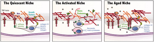 Figure 2. Schematic diagrams illustrating some differences between the quiescent, activated and aged satellite cell (SC) niche. (Far left) The quiescent SC senses the stiffness of its niche through integrins and expresses various matrix proteins to maintain its extracellular matrix (ECM). Within this matrix, growth factors and signaling molecules such as Wnts and TGF-β are sequestered, maintaining the “quiet” state. (Center) In response to injury, components of the basal lamina are degraded by matrix proteases which results in the release of signaling molecules that play a role in activation and proliferation of the SC. The activated SC divides and some daughter cells begin to differentiate. (Far right) In the aged niche, matrix components accumulate to form a denser and thicker basal lamina. The stiffness sensing and sequestration of signaling molecules may be affected by this change.