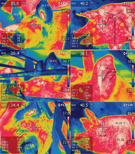 Figure 2. Infrared thermographic changes in pigs upon arrival at an abattoir after transport for several hours. Thermograms on the left are of hogs that arrived at night (coldest time of the day, 18°C) at the abattoir with a journey of 4 hours. Blue areas (highlighted with white dotted lines) are distinguished, with temperatures between 22 and 25°C in peripheral areas such as auricular pavilion and snout; the pigs look fresh. In fact the highest temperatures seemed normal (36°C) in the eye and ear canal areas. In contrast, on the right side of the figure there are 3 thermograms of hogs that arrived at the abattoir at 1:00 p.m. (warmest hour of the day, 34°C), with a journey of 4 hours. White areas (highlighted with black dotted lines) that indicate very high surface temperatures (39 and 41°C) of the loin, face and forearm regions are distinguished. Hogs present hyperthermia, tachypnoea, and in some cases dyspnoea