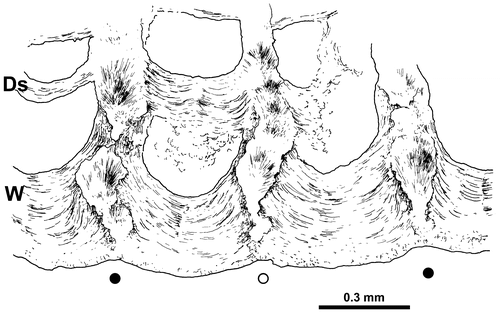 Figure 6. Disphyllum cf. rugosum (Wedekind, Citation1922). Peripheral part of a transverse section showing the microstructure of the wall (W) and some dissepiments (Ds) (synthesis between observations in crossed nicols and natural light); explanations in text. LPB 19387, “LFP” I.