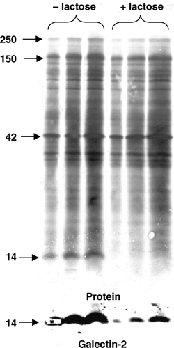 Figure 2.  Identification of galectin-2 in a DRF prepared from microvillar membranes. A microvillar DRF was prepared as described in Methods, resuspended in 25 mM HEPES-HCL, 150 mM NaCl, pH 7.1, and incubated for 30 min at room temperature in the absence or presence of 0.1 M lactose. After incubation, the DRF was centrifuged at 20,000 g for 30 min, and the pellets (in three different loadings) were analyzed by SDS-PAGE, followed by transfer onto an immobilon PVDF membrane. Protein staining revealed a distinct lactose-sensitive band at ∼14 kDa. This band was carefully excised from the gel track furthest to the left and identified by MALDI-TOF analysis as galectin-2. The identification was verified by immunoblotting with an antibody to galectin-2. (The part of the membrane excised for MALDI-TOFF analysis is marked by an asterisk on the immunoblot image). Molecular weight values are indicated by arrows.