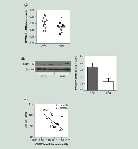 Figure 1. DNMT3A mRNA expression in subcutaneous pre-adipocytes from first-degree relative and CTRL subjects. (A) DNMT3A mRNA expression was measured by qPCR in SVF from FDR (nÂ =Â 9) and control (CTRL; nÂ =Â 11) subjects. Data points represent AU from each individual subject. Mean valuesÂ Â±Â SD are also shown. *p<0.05 in a two-tailed Mann“Whitney U-test. (B) Representative immunoblot analysis of DNMT3A and Î²-ACTIN protein levels in SVF from FDR (nÂ =Â 6) and control (CTRL; nÂ =Â 6) subjects. Data are expressed as arbitrary units and shown as mean valuesÂ Â±Â SD. *p<0.05 in a two-tailed Mann-Whitney U-test. (C) Correlation between SVF DNMT3A mRNA levels and adipose cell size in FDR (nÂ =Â 9) and CTRL (nÂ =Â 11) subjects. r correlation coefficient and p-values are indicated on the graph.AU: Absolute units; CTRL: Control; FDR: First-degree relatives; SD: Standard deviation; SVF: Stromal vascular fraction cells.