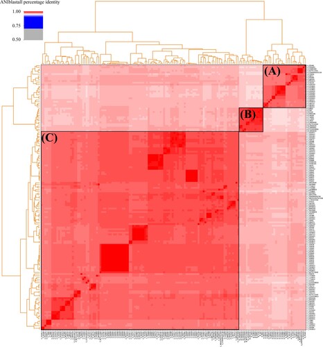Figure 1. Heatmap of pairwise ANI values. The dendrogram reflects the degree of identity between genomes.