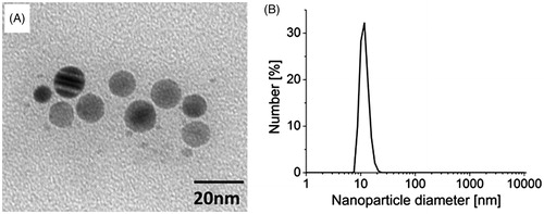 Figure 1. Characterization of silver nanoparticles (AgNP; 0.02 mg/mL in 2 mM citrate buffer). (A) Transmission electron microscopy image of AgNP suspension. (B) Particle distribution according to size.