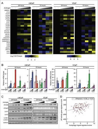 Figure 1. Androgens increase the expression of a subset of core autophagy genes in prostate cancer. (A) LNCaP and VCaP cells were treated with vehicle (ethanol) or 2 different concentrations (100 pM or 10 nM) of the synthetic androgen R1881 for 24 or 72 h. Cells were then harvested and assayed for mRNA levels using a curated qPCR-based array of core autophagy genes and normalized to RPLP0 mRNA levels. Duplicate samples for each condition are shown. (B) Validation (qPCR) in biological triplicate of results shown in (A) confirming the androgen induction of ATG4B, ATG4D, ULK1 and ULK2. *, significant (P < 0.05) changes from vehicle. (C) Four genes (ATG4B, ATG4D, ULK1 and ULK2) were confirmed with western blot. Cells were treated with increasing concentrations of R1881 (LNCaP: 0, 0.1, 1 and 10 nM shown; VCaP: 0, 0.1 and 10 nM shown). A summary of these data with the full dose response (0, 0.1, 1 and 10 nM) and statistical analyses of the experimental repeats is presented in Table S1. (D) A gene signature of the 4 autophagy genes (ATG4B, ATG4D, ULK1, ULK2) correlated significantly with a previously described AR gene signatureCitation23 in prostate cancer patients from the Taylor et alCitation24 clinical cohort. Similar results were obtained using additional AR activity signatures across multiple clinical cohorts.