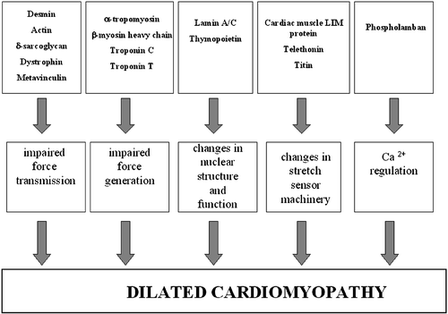 Figure 2. A schematic figure of the Dilated cardiomyopathy(DCM)‐causing mechanisms.