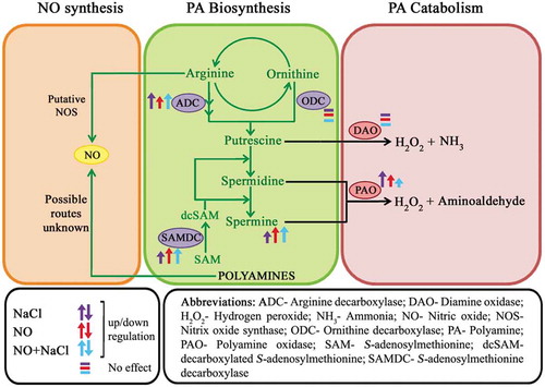 Figure 3. Nitric oxide and salt stress-mediated modulation of polyamine biosynthetic and catabolic routes.