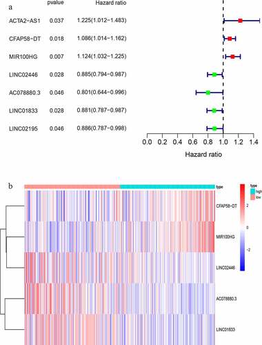 Figure 3. Identification of genomic instability-related lncRNA signature (GIlncSig). (a) Prognostic relevant lncRNAs obtained after univariate COX analysis. (b) Expression heatmap of five lncRNAs obtained after multivariate COX analysis. The abscissa is the bladder cancer sample, with blue representing the high-risk group and red representing the low-risk group