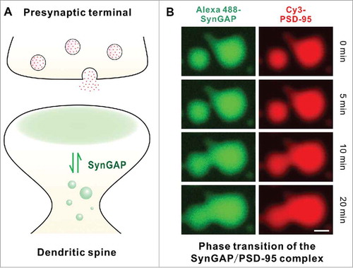 Figure 3. A schematic diagram of Phase transition-mediated SynGAP enrichment in PSD. (A) A Schematic diagram showing SynGAP enriched in PSD (shaded in pale green) can undergo dynamic exchange with SynGAP in dendritic shafts. (B) Co-localization of SynGAP and PSD-95 in the droplets with enriched concentrations. PSD-95 PSG and SynGAP CC-PBM labeled with Cy3 and Alexa488, respectively. A 1:1 mixture of Alexa488-SynGAP and Cy3-PSD-95 at a concentration of 50 μM. The time-lapse images are to demonstrate that small droplets can grow and fuse into larger ones.