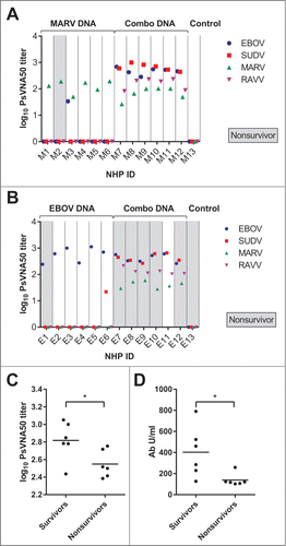 Figure 9. Survival from EBOV challenge correlates with increased antibody responses in cynomolgous macaques. These are the same PsVNA data shown in Figure 3, but with the data regrouped by individual NHP in the (A) MARV or (B) EBOV study groups. Animals which succumbed to challenge are highlighted in gray (“Nonsurvivor”). (C) EBOV PsVNA data for the EBOV study group were additionally regrouped by survival. (D) These are the same EBOV GPΔTM-specific ELISA data shown in Figure 1 regrouped by survival. Black horizontal bars indicate the mean of each group. There was a significant difference in the mean log10 PsVNA50 titers against EBOV PsVs between the survivor and nonsurvivor groups as determined by an unpaired 2 tailed t-test, p = 0.0331. There was also a significant difference in the mean ELISA titers between these groups as determined by a repeated measures 2-way ANOVA with Sidak's multiple comparison test.