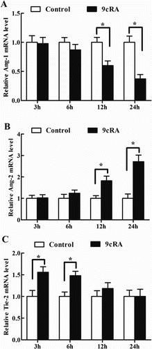 Figure 5. Effects of 9cRA on the expression of Ang-1, Ang-2 and Tie-2 in antler chondrocytes. After antler chondrocytes were treated with 9cRA for 3, 6, 12 and 24 h, the expression of Ang-1 (A), Ang-2 (B) and Tie-2 (C) was determined by real-time PCR.