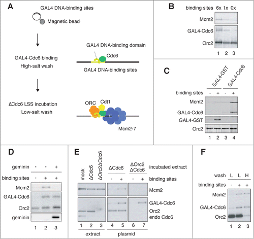 Figure 1. Assembly of pre-RC onto a plasmid DNA, depending on GAL4 DNA-binding sites. (A) Schematic of pre-RC assembly onto a plasmid DNA, depending on the binding sites. Plasmids attached to magnetic beads were used for the assembly of pre-RC. (B) Binding of GAL4 Cdc6, Mcm2, and Orc2 to the plasmids. Plasmids with various copy numbers of the GAL4 DNA-binding site (6×, 1×, 0×) were attached to the magnetic beads and incubated in a binding buffer with GAL4-Cdc6 on ice for 10 min. After incubation, the bead-coupled plasmids were isolated, washed with a high-salt buffer containing 350 mM NaCl and 100 mM KCl, and incubated in Cdc6-depleted egg extracts (ΔCdc6 LSS) at 23°C for 30 min. The plasmids were then isolated and washed with a low-salt buffer containing 100 mM KCl. Proteins bound to the plasmids were separated by SDS-PAGE and analyzed by immunoblotting. (C) Mcm2 binding to the plasmids, depending on the bound GAL4-Cdc6. The bead-coupled plasmids with or without the DNA-binding sites were pre-incubated in a binding buffer containing GAL4-Cdc6 or GAL4-GST on ice for 10 min. The washed plasmids were then incubated in ΔCdc6 LSS at 23°C for 30 min to assemble pre-RC on the plasmid. Proteins bound to the plasmids were analyzed. (D) Inhibition of Mcm2 binding to the plasmids by geminin. The bead-coupled plasmids bound with GAL4-Cdc6 were incubated in ΔCdc6 LSS in the presence or absence of 1 μM GST-geminin. The plasmids without GAL4-binding sites were used as a negative control (lane 1). (E) ORC-dependent Mcm2 binding to the plasmids bound with GAL4-Cdc6. The bead-coupled plasmids bound with GAL4-Cdc6 were incubated in Cdc6-depleted (ΔCdc6) or Cdc6 and Orc2 double-depleted (ΔOrc2ΔCdc6) LSS at 23°C for 30 min. The proteins in the extracts (extract) and bound to the plasmids (plasmid) were analyzed. (F) High-salt-wash-resistant binding of Mcm2 to the plasmids bound with GAL4-Cdc6. The bead-coupled plasmids incubated in ΔCdc6 LSS were isolated and washed with either the low-salt (100 mM KCl; L) or the high-salt (250 mM KCl; H) buffer after the GAL4 pre-RC was assembled on the plasmids. Proteins bound to the plasmids were analyzed.