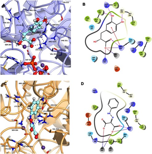 Figure 8 Binding mode of the danshensu (ZINC00895535) and 2-(2-Phenylhydrazono)malonic acid (ZINC02571340) in GDP_HsPEPCK-M and u_HsPEPCK-M active site, respectively, obtained with the molecular docking assay. (A) and (C) are the 3D binding modes of danshensu and 2-(2-Phenylhydrazono)malonic acid, respectively. The inhibitors are represented as ball and sticks, the protein represented in light purple (GDP_HsPEPCK-M) and light orange (u_HsPEPCK-M), and the intermolecular interactions are represented as gray dashes; (B) and (D) are the 2D interactions diagram of molecular docking results of danshensu and 2-(2-Phenylhydrazono)malonic acid, respectively. The 2D residues are illustrated as negatively charged (red), positively charged (purple), polar (blue), hydrophobic (green). The hydrogen bonds are represented as purple arrows and salt bridges are represented as blue/red lines. The 3D and 2D images were generated using Pymol 2.1.0 and Maestro, respectively.