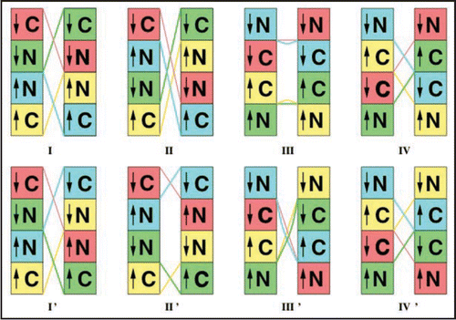 Figure 9 Schematics of proposed tetramer repeat units. Boxes: C- or N-terminal LHBHs viewed from the side (perpendicular to the helix axis). The arrow denotes the n-terminal to c-terminal progression of the sequence. Lines: Large loop regions (residues 145–166 for N2-C4 pairing, or 145–176 for N3-C3 pairing). Lines and boxes are color coded by monomer. The first row contains filaments with the same N-C sense, while the second row contains filaments with opposite N-C sense.