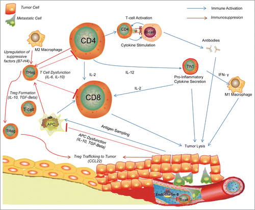 Figure 1. Inflammatory cells in Ovarian Tumor Milieu.Citation54 Tumor cells are sampled by dendritic cells and antigen presenting cells and presented to T-cells, which are then activated to cytotoxic T-cells to directly destroy tumor cells or Helper T-Cells which can propagate the immune response through cytokine secretion and stimulation of other pro-inflammatory cells. To combat this inflammatory response, tumor cells release inhibitory cytokines such as TGF-β and IL-10 to manipulate APCs into transforming T-cells into Treg cells which can downregulate the anti-tumor inflammatory response and CCL22 which recruits Tregs to tumors.Citation46 Endothelin-B and other molecules act on the tumor vasculature to block entry of inflammatory cells to the tumor milieu.Citation80