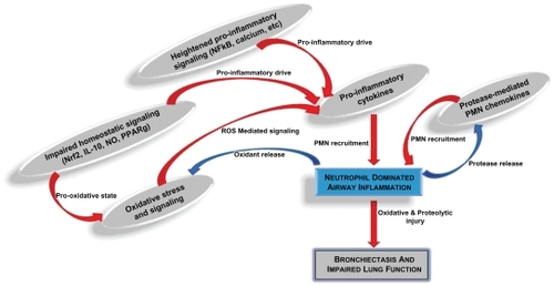 Figure 1 Complex interactions contributing to CF airway inflammation. Several proinflammatory mechanisms have been identified in research of cystic fibrosis (CF) airway disease. Heightened proinflammatory signaling pathways, impaired redox-regulation and anti-inflammatory signaling pathways, and perpetual proteolytic and oxidative stress are some of the most well-described mechanisms driving the neutrophil-dominated host response. This neutrophilic inflammation, along with ineffective airway clearance and chronic airway infection, lead to progressive bronchiectasis and impaired lung function.Abbreviations: PMN, polymorphonuclear cell, ie, neutrophil; ROS, reactive oxygen species; NO, nitric oxide.