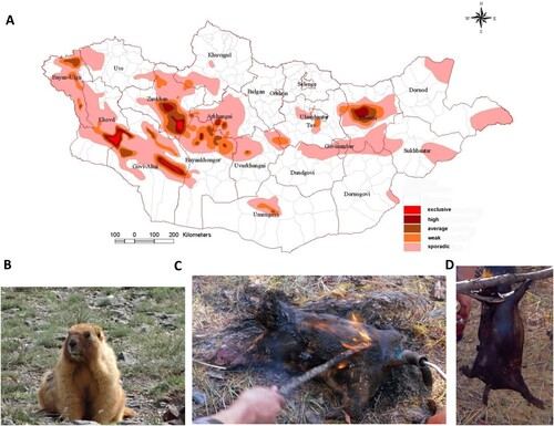 Figure 1. A. Geographic distribution of natural foci of plague in Mongolia as assessed from 2012 to 2019. Categorization of prevalence took into account the extent and continuity of Y. pestis infection of small rodents in various regions of Mongolia over the past eight years. For each aimag (province), a minimum of 80–100 small rodents and fleas associated with the rodents in an area 100–120 kilometres square were examined annually with serologic tests (F1-antigen and plague specific antibody test) and polymerase chain reaction (PCR). Positive samples were subjected to bacteriologic culture. B. Picture of Marmota sibirica. C and D. Preparation of traditional marmot boodog: Burning furs with flame (C) and cooked marmot boodog (D).