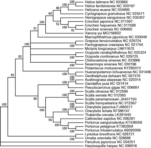 Figure 1. Phylogenetic tree of V. yui and related species based on maximum likelihood (ML) method with Hapiosquilla harpax as an outgroup.