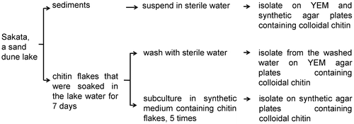 Figure 1. Procedure for sampling and isolation of microorganisms that produce chitinases and form biofilms.