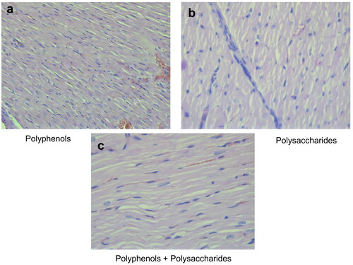 Figure 5. Photomicrographs of muscle sections of left ventricular of rats treated with the individual fractions of L. barbarum - pectin-free fraction (a), polysaccharide fraction (b) and combination of pectin-free extract and polysaccharides (2 mg/kg, b.w., p.o.) (c); H&E × 400.