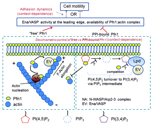 Figure 1. A schematic model integrating actin-dependent and -independent modes of Pfn1’s regulation of cell motility. In this model, actin-dependent function refers to the action of Pfn1 pool in the vicinity of the membrane which is not physically interacting with PPIs and this mainly involves positive regulation of N-WASP-Arp2/3- and Ena/VASP-mediated actin polymerization. The actin-independent function refers to the action of PPI-bound pool of Pfn1, and this involves negative regulation of Ena/VASP recruitment to the leading edge through limiting membrane availability of PI(3,4)P2 for Lpd, either by affecting the metabolic turnover of PI(4,5)P2 and thus downregulating PI(3,4)P2 generation and/or direct binding competition.