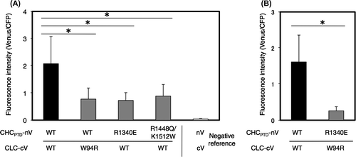 Fig. 7. Effects of the mutation of conserved amino acids on the interaction of CHCPTD and CLC by a BiFC analysis.Notes: Effects of the mutation of conserved amino acids on the interaction of CHCPTD and CLC by a BiFC analysis. (A) A pair of plasmids encoding CLC-cV or CHC-nV with or without mutated amino acids excluding a pair of R1340E in CHCPTD and W94R in CLC, or a pair of plasmids for nV and cV as a negative reference were bombarded on leek epidermal tissues. (B) A pair of plasmids encoding CLC-cV or CHC-nV or of those encoding CHCPTD-R1340E-nV and CLC-W94R-cV were co-bombarded. Equal amounts of a plasmid for CFP were also coated on bombarded particles as an internal reference. The resulting fluorescence intensity was calculated as described in Fig. 3 (n = 10–14, error bars represent SD, *p < 0.003, t-test).