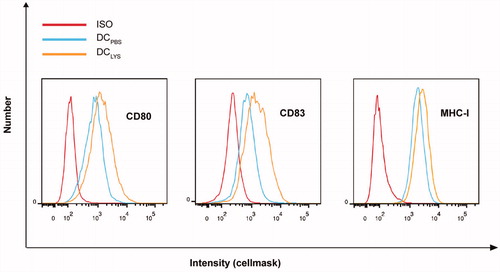 Figure 1. Analysis of the expression of surface proteins on DCPBS or DCLYS by flow cytometry.