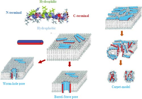 Figure 4. Mechanisms of linear AMPs interacting with lipid bilayers. Image modified from Giuliani et al. (Citation2008) (Copyright License No: 4686040911180).