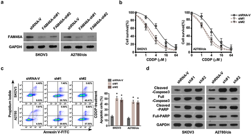 Figure 3. Downregulation of FAM46A sensitized ovarian cancer to CDDP treatment in vitro.(a) Western blotting analysis of the expression levels of FAM46A proteins in the indicated cells. α-tubulin was used as a loading control. (b) IC50 of CDDP in the indicated cells. (c). Annexin V-FITC and PI staining of the indicated cells treated with cisplatin (10 μM) for 24 h. Each bar represents the mean ± SD of three independent experiments. (d). Western blotting analysis of cleaved caspase3 and PARP in the indicated cells. GAPDH was used as a loading control.