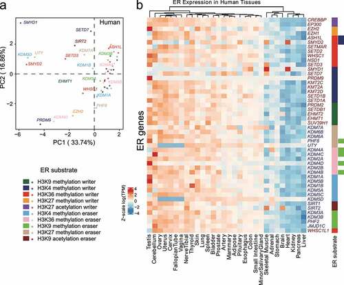 Figure 4. Analysis of tissue-specific expression for duplicated epigenetic regulators (ERs) with specific epigenetic substrates in human tissues. (a) PCA of gene expression in ERs with indicated epigenetic substrates in human GTEx tissues. (b) Heatmap of log(TPM) values of ERs with indicated epigenetic substrates throughout human GTEx tissues. Data are Z-scale processing row-wisely. Right-side rectangles represent different ER substrate types and are coloured based on the colour scheme at the bottom left in this figure.
