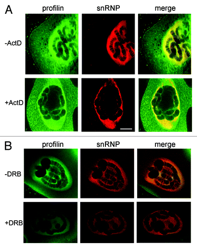 Figure 7. The association of profilin with the chromosomes requires ongoing transcription. (A) Salivary glands were incubated in the presence of actinomycin D (+Act) before fixation and immunostaining with antibodies against profilin (green) and snRNPs (red). Control glands were incubated in parallel without the drug, as indicated. (B) Fourth-instar larvae were treated with (+DRB) or without (-DRB) DRB before dissection of the glands and immunostaining. The bar represents 10 μm. Note that the banded labeling of the chromosomes is lost after actinomycin D or DRB treatment.