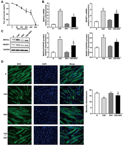 Figure 3 Treatment with resveratrol inhibits CSE-induced atrophy in C2C12 cells. Cellular myotubes and atrophy-associated marker expression were determined after treatment with vehicle alone, resveratrol (50 μmol/L), 0.3% CSE, or a combination of 0.3% CSE and resveratrol (50 μmol/L). (A) The viability of C2C12 cells treated with increasing concentrations of RSV for 24 hours under normal conditions was assessed by CCK8 assay. *p<0.05 vs 0 μmol/L RSV. (B) The mRNA expression levels of MURF1 and MAFbx were examined by RT–PCR in each group, and (C) their protein expression levels were examined by Western blotting. GAPDH was used as the reference. (D) Photomicrographs of myotube cultures and quantification of the mean myotube diameter in each group (magnification x 200). Values are expressed as the means±SDs. Experiments were repeated 3 times independently. *p<0.05 vs control group (N), #p<0.05 vs CSE.