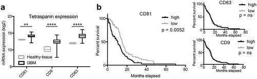 Figure 2. Tetraspanin expression is elevated in glioblastoma tissue. (a) The expression of CD81, CD9 and CD63 is elevated in human glioblastoma (GBM) tissue as determined by analysing the TCGA database. (b) Glioblastoma patients with elevated CD81 expression show decreased survival, whereas CD63 and CD9 expression levels do not correlate with survival. mRNA expression levels and clinical data were obtained and analysed through the GlioVis portal (http://gliovis.bioinfo.cnio.es).