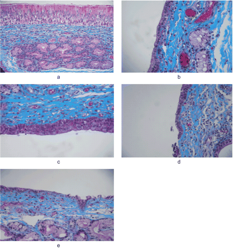 Figure 3.  Images from the histological evaluation of nasal mucosa; control (a), solution (b; S3), gel (c; G2), powder (d; P2) and powder + HPβCD (e; EP2).