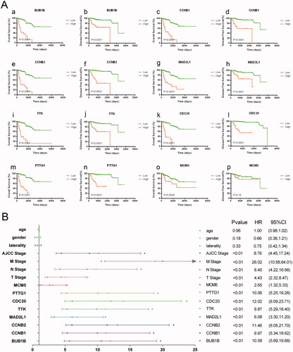 Figure 3. Eight hub genes were of prognostic values. The overall survival (OS) of pRCC patients with elevated expression of the eight hub genes was significantly worse. And apart from MCM5, the higher expression level of the other seven genes including BUB1B, CCNB1, MAD2L1, TTK, CDC20, MCM5, PTTG1 was significantly associated with progression-free survival (A). Univariate regression analyses indicated that the expression level of the eight hub genes, AJCC stage, pTNM stage were significantly associated with OS (p < .05) (B).